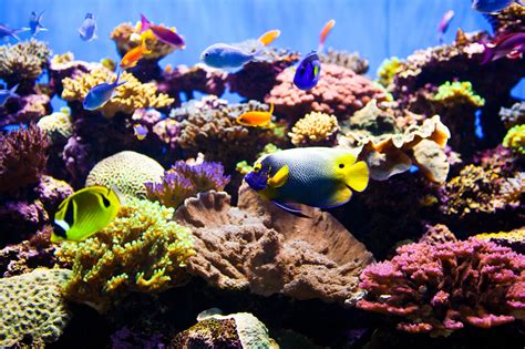 What Makes A Saltwater Aquarium A Reef Tank