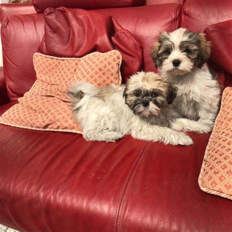 Shih Tzu Puppies For Sale Atlanta Ga 350461 Petzlover