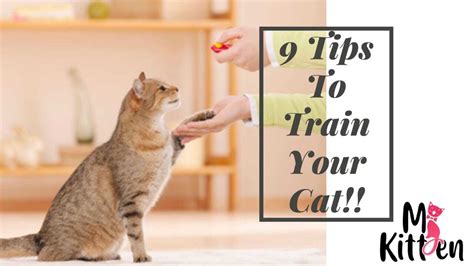 Yes You Can Train Your Cat 9 Tips To Train Your Cat