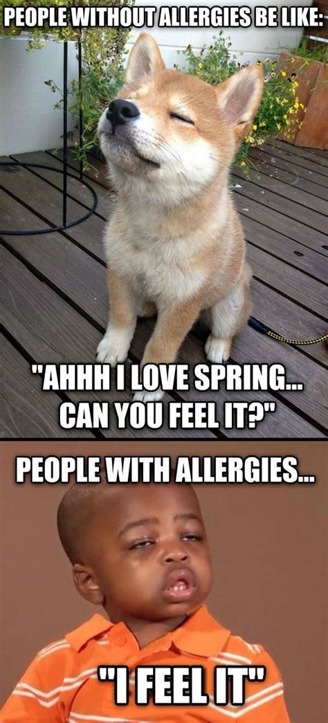 Spring Funny Allergy Quotes Quotesgram