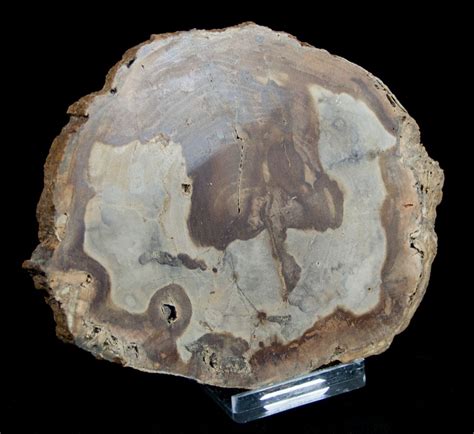 4 12 Inch Unpolished Petrified Wood Slab Oregon For Sale 3175