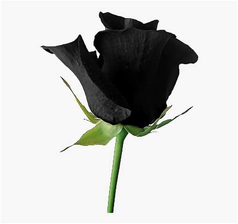 Rose Black Blackroses Blackrose Aesthetic