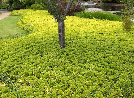 Average, dry to medium moisture. Lovely Ground Cover Landscaping #7 Ground Cover For Shady ...