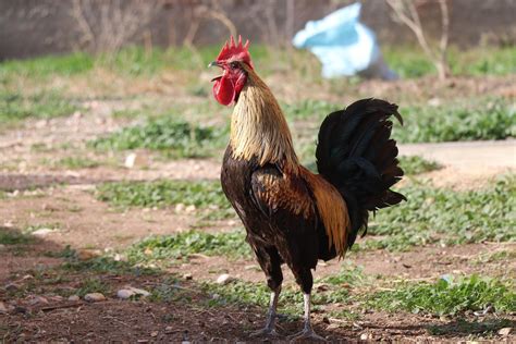 Rooster that fell over from crowing too long goes viral in Turkey | Daily Sabah