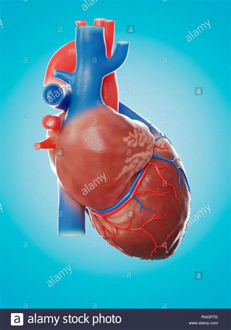 Illustration Of The Human Heart Anatomy Stock Photo Alamy