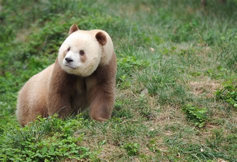 Worlds Only Brown Panda Who Was Bullied And Abandoned As A Cub Has
