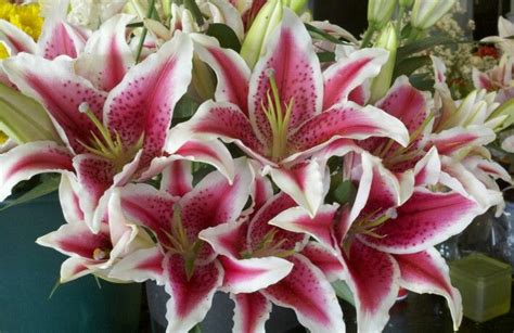 When to plant lily bulbs: Stargazer Lily | Stargazer lily, Flowers, Plants