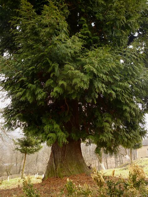 Oldest Trees Najstarsze Drzewa Stuletni żywotnik Zachodni W