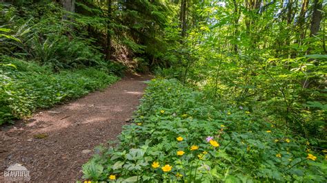 Central Peak Trail In Squak Mountain State Park Length 46 Miles