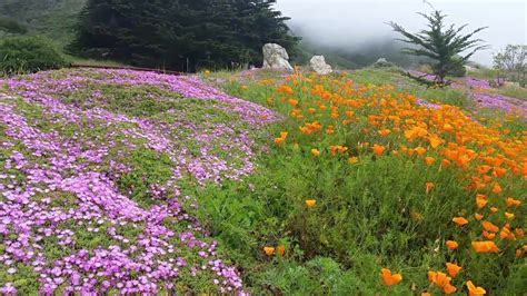 Gorgeous Wildflowers Along Pacific Coast Highway 1 South Of Big Sur