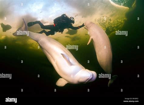 Scuba Diver And Two Beluga Whales Swim Under Ice White Whale Delphinapterus Leucas White Sea