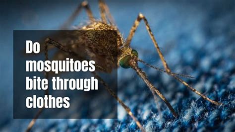 Do Mosquitoes Bite Through Clothes Wapomu Health And Wellness
