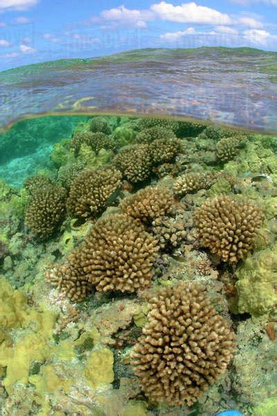 Northwestern Hawaiian Islands Maro Reef Coral Undersea Split Image