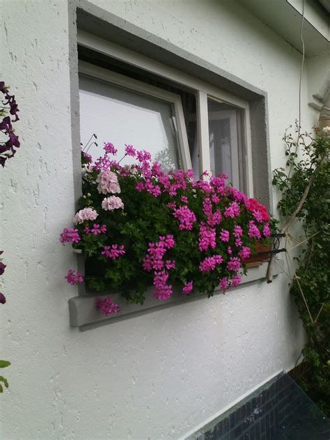 In deutschland werden pro jahr etwa 140 millionen geranien in fast allen farben verkauft. Geranien | Zuhause