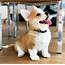 The Most Adorable Corgi I Have Ever Seen In My Life  Aww
