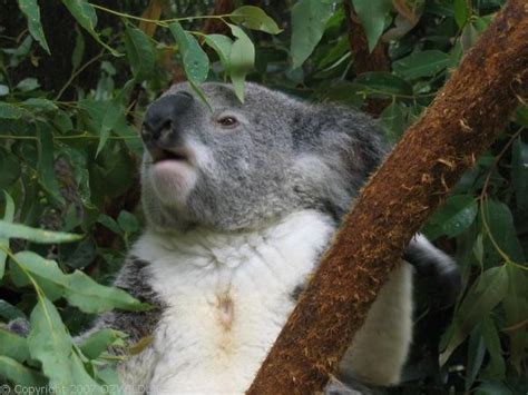 Koala Phascolarctos Cinereus