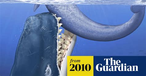 Fossil Sperm Whale With Huge Teeth Found In Peruvian Desert Fossils
