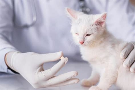 Amoxicillin For Cats Dosage Safety And Side Effects