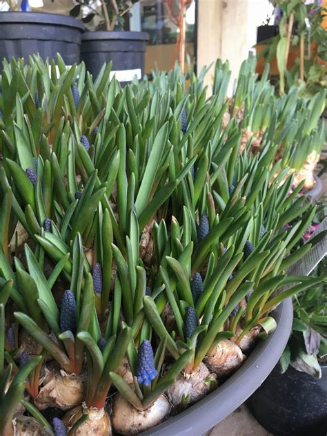 Our Top 5 Beautiful Bulbs To Plant Now For Some Summer Colour Aylett