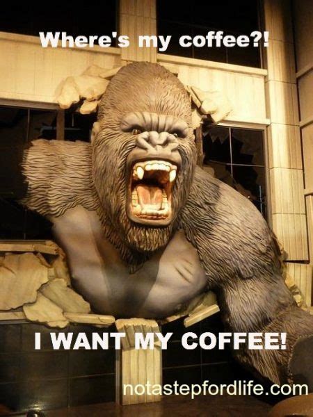 Adorable And Funny Animal Coffee Memes Friday Frivolity