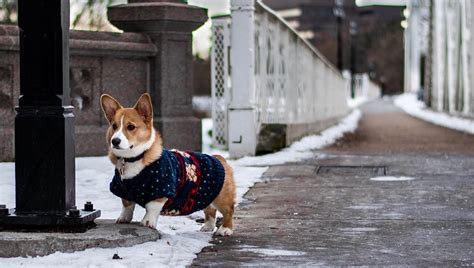 10 Dog Breeds That Love The Snow Videos Journal Dogs