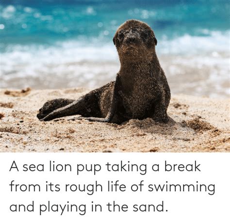 A Sea Lion Pup Taking A Break From Its Rough Life Of Swimming And Playing In The Sand Life