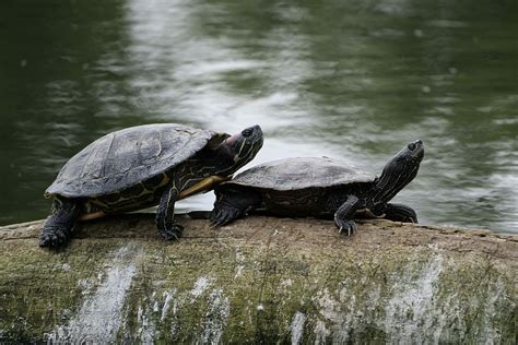 Turtles Nature Water Turtle Tortoise Shell Waters Reptile Animal