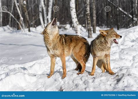 Coyotes Canis Latrans Stand Back To Back Howling Winter Stock Photo