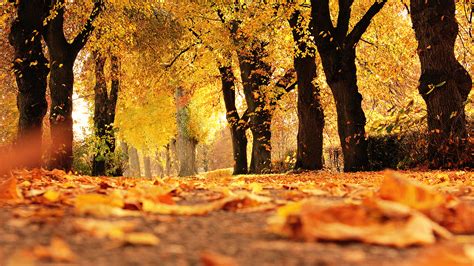 Download This Free Autumn Trees Tablet Wallpaper In Hd Or 4k 0010