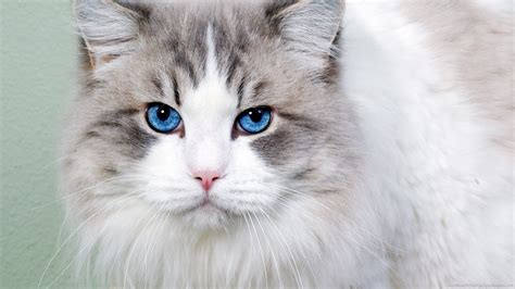 Blue Eyes Cat With Blue Eyes Grey And White Cat Cute Cats Photos