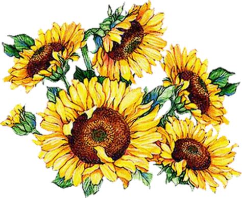 Vintage Sunflower Png Png Image Collection