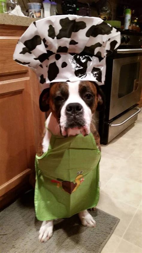 12 Costumes That Prove Boxer Dogs Always Win At Halloween