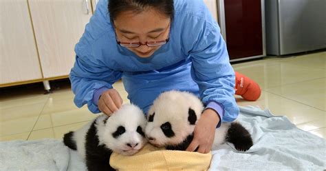 Behold The Happiest Job In The World Panda Nanny Metro News