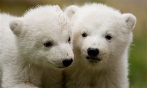 Polar Bear Cubs Make Their Debut In Pictures World News The Guardian