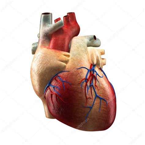 Verdadeira Coração Isolada No Branco Modelo De Anatomia Humana — Foto