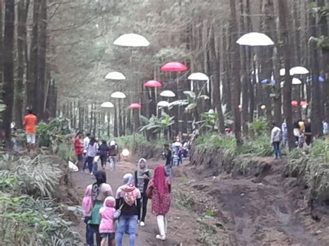 Maybe you would like to learn more about one of these? Managament-Journal-Travelling: Wisata Alam Baru Hutan ...