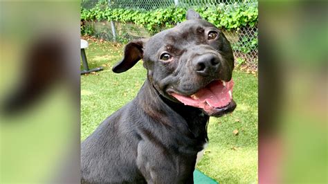 Love the landscaping, location and the option of bringing my dog if i can't find a pet sitter. Pit bull rescued from dogfighting home on Long Island up ...