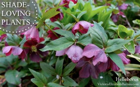 If you struggle with the soil in your location, this shade loving flower might be a good option for you. Best shade plants! Flowering shade perennials, year after ...