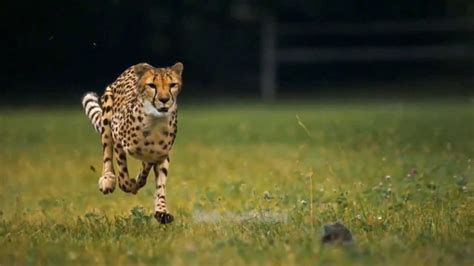 Amazing Cheetah In Hd Slow Motion Youtube