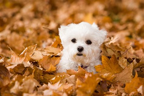 20 Photos Of Autumn Dogs To Get You Ready For The Season