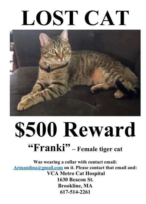 Lost Cat Domestic Short Hair In Brookline Ma Lost My Kitty