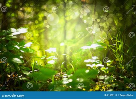 Sunlight Bokeh In The Defocused Leaves And Branches Of A Tree Royalty