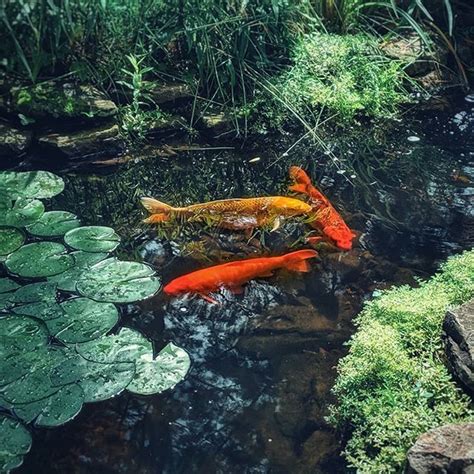 Koi ponds can be the best of all outdoor ponds, with some representing the most tranquil and peaceful scenes in the world. Koi fish - part of the backyard pond tour #koi # ...