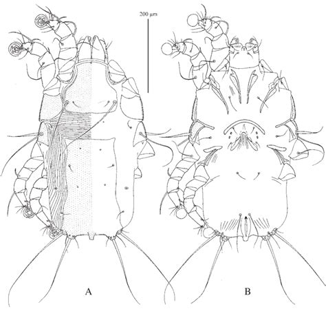 Timalinyssus Curvilobus Sp N Female A — Dorsal View B — Ventral