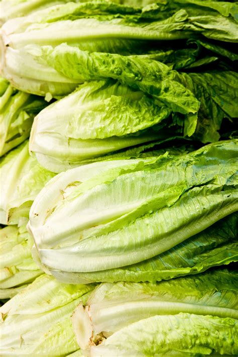 How To Harvest Romaine Lettuce In Your Garden Home Guides Sf Gate