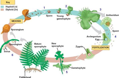 Starting on the lower left of the diagram, the regular fern plant is the sporophyte with fronds. Pteridophyta - BIOLOGY4ISC