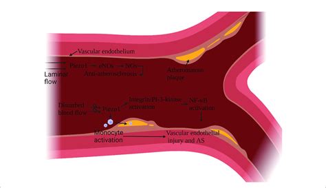Schematic Diagram Of The Role Of Piezo1 In Atherosclerosis Piezo1 On