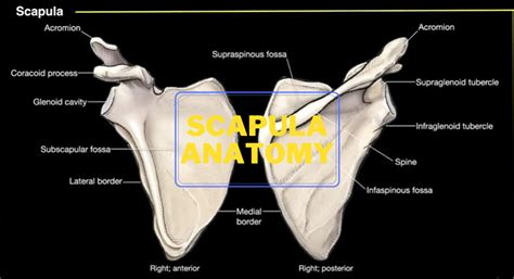 Anatomy And Function Of The Scapula Human Anatomy Welcome To Sys