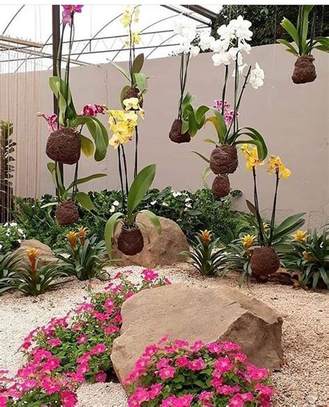 33 Beautiful Hanging Orchids Design Ideas In 2020 Hanging Orchid
