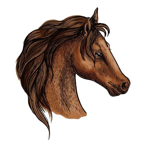 Brwon Horse Head Profile Portrait 11664546 Vector Art At Vecteezy